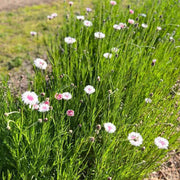 Bachelor Button Seeds – Centaurea cyanus