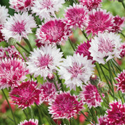 Cornflower Seeds – Centaurea cyanus