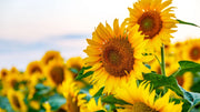 Sunflower Seeds – Helianthus annuus