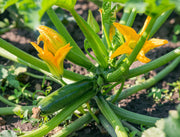 Zucchini Seeds – Cucurbita pepo