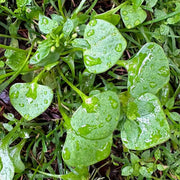 Miner's Lettuce Claytonia Seeds