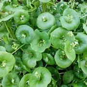 Miner's Lettuce Claytonia Seeds