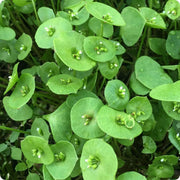 Miner's Lettuce Claytonia Seeds