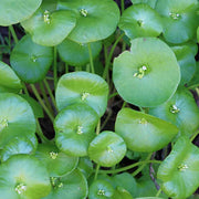 Miner's Lettuce Claytonia Seeds