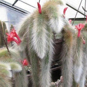 Hildewintera Cleistocactus Seeds, Herbal