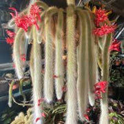 Hildewintera Cleistocactus Seeds, Herbal