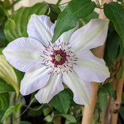 Brown White Clematis Seeds