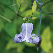 Crispa Clematis Seeds