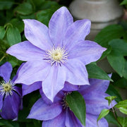 Blue Clematis Seeds