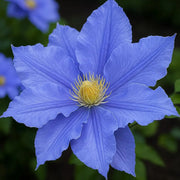 Blue Clematis Seeds