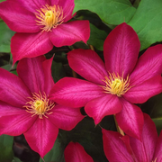Bourbon Clematis Seeds