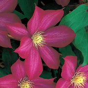 Bourbon Clematis Seeds