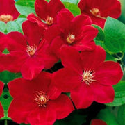 Bright Red Clematis Seeds