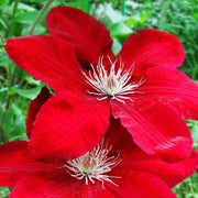 Bright Red Clematis Seeds