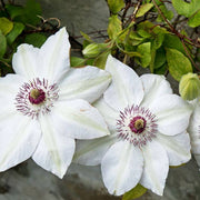 Brown White Clematis Seeds