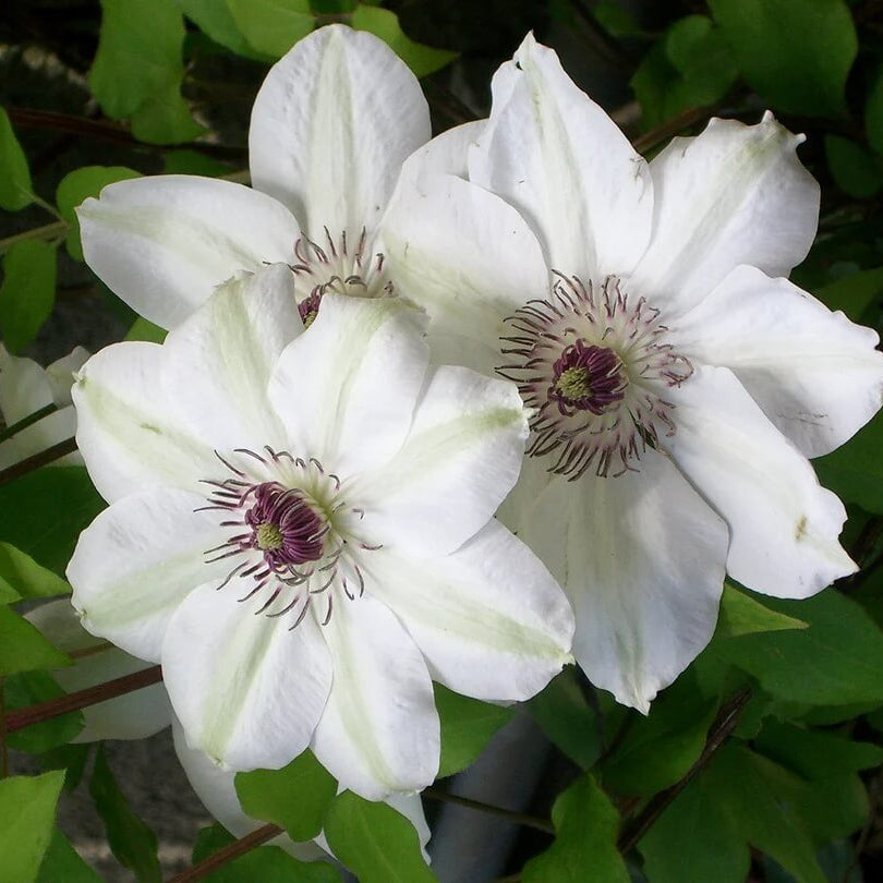Brown White Clematis Seeds