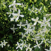 Climbing Vine Clematis Seeds