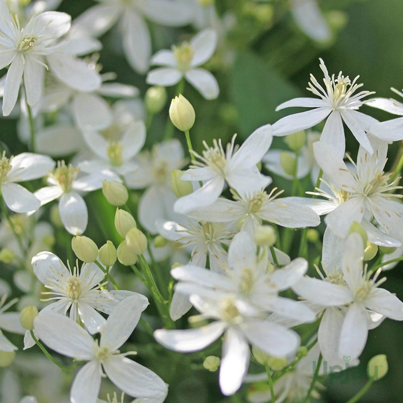 Climbing Vine Clematis Seeds