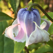 Crispa Clematis Seeds