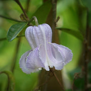 Crispa Clematis Seeds