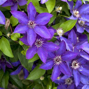 Dark Purple Clematis Seeds
