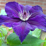 Dark Purple Clematis Seeds