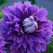 Double Purple Clematis Seeds