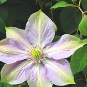 Double Purple & Green Clematis Seeds