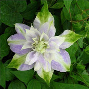 Double Purple & Green Clematis Seeds