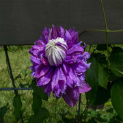 Double Purple Clematis Seeds