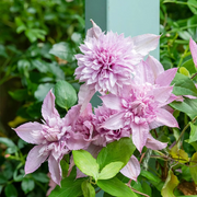 Double White Pink Clematis Seeds
