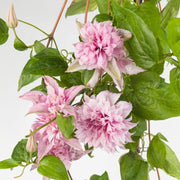 Double White Pink Clematis Seeds