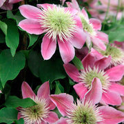 Empress Clematis Seeds