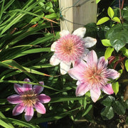 Empress Clematis Seeds