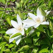 Henryi Clematis Seeds