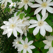 Henryi Clematis Seeds