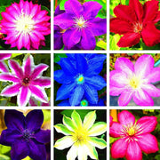 Mixed Clematis Seeds