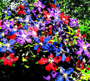 Mixed Colors Clematis Seeds
