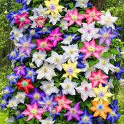 Mixed Colors Clematis Seeds