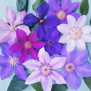 Mixed Clematis Seeds