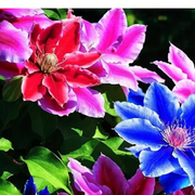 Mixed Varieties Clematis Seeds