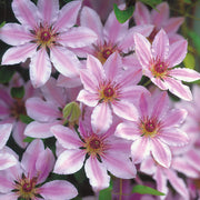 Nelly Moser Clematis Seeds