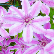 Nelly Moser Clematis Seeds