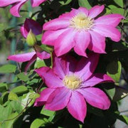 Pink Champagne Clematis Seeds