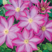 Pink Champagne Clematis Seeds