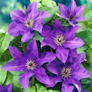 Purple Clematis Seeds