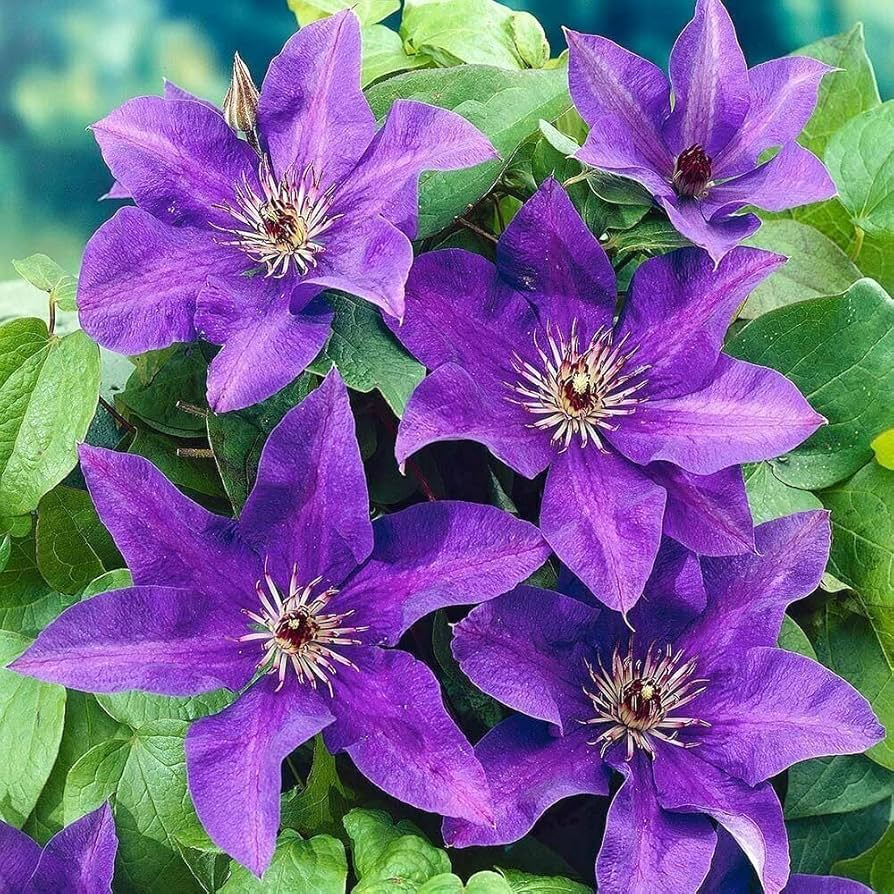 Purple Clematis Seeds