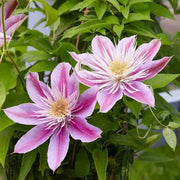 Purple Flower Mix Seeds, Heirloom Clematis