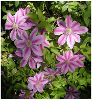 Purple Flower Mix Seeds, Heirloom Clematis