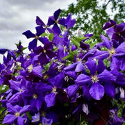 Purple Clematis Seeds